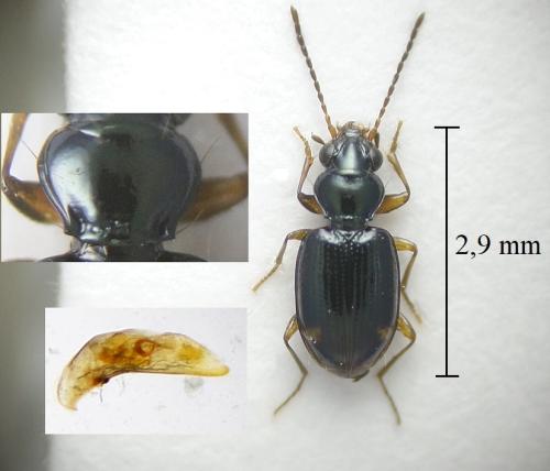 Bembidion sp.
